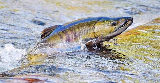 【東西問】中國如何讓「大馬哈魚回家」？——專訪中國保護大馬哈魚公益項目負責人張天航