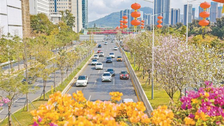 一夜好風吹 新花一萬枝！深圳迎來了花開季