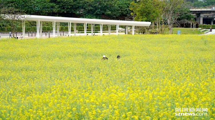 來光明，上春山，賞春花