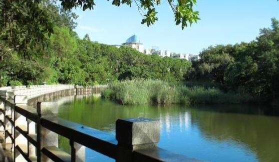 公園夜跑、露天電影、音樂會、夏日市集…… 這個夏天，在深圳公園一起「樂」動起來